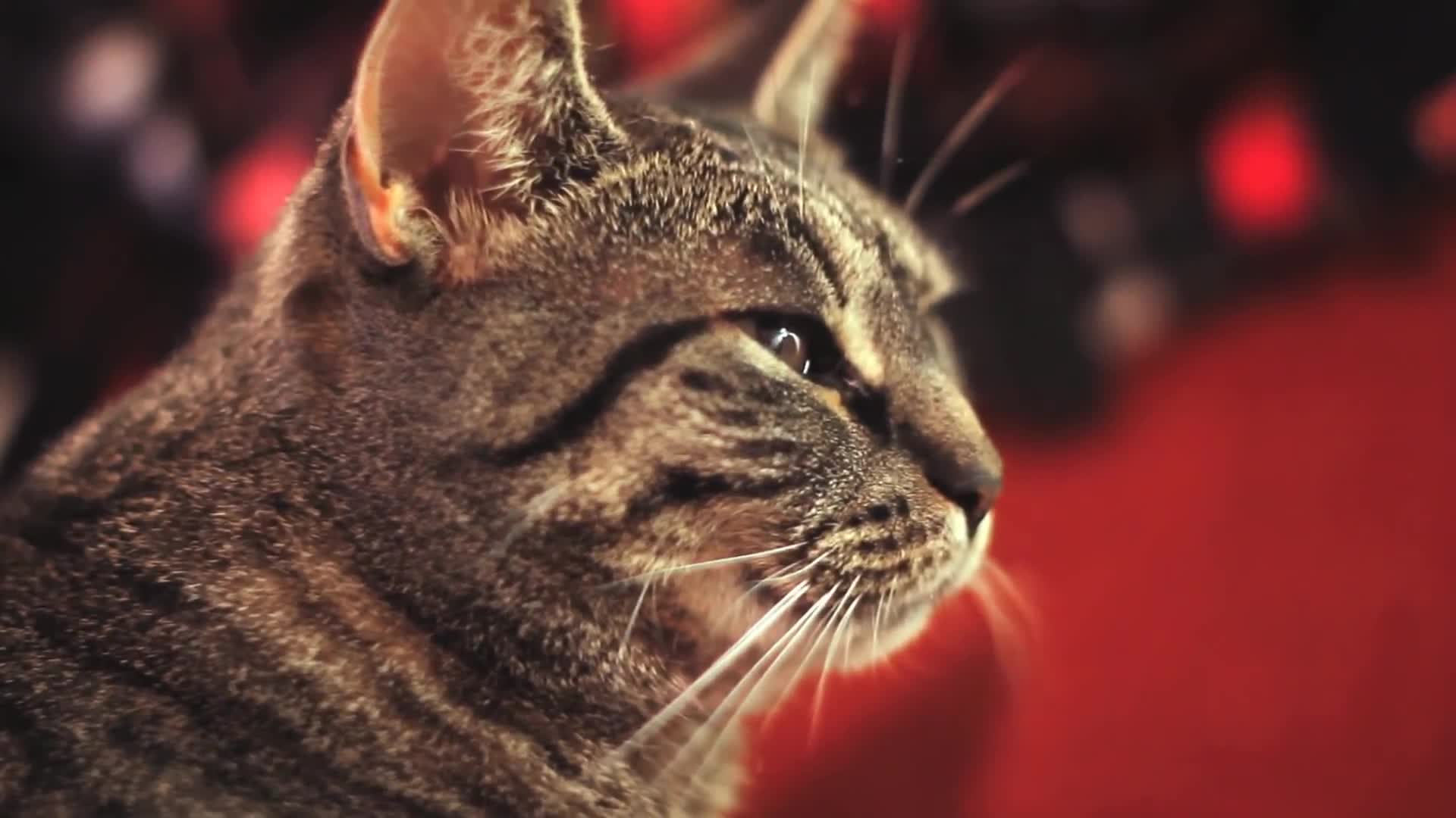 I remember way back when practically everything was remixed into a 2hu song.   
good times