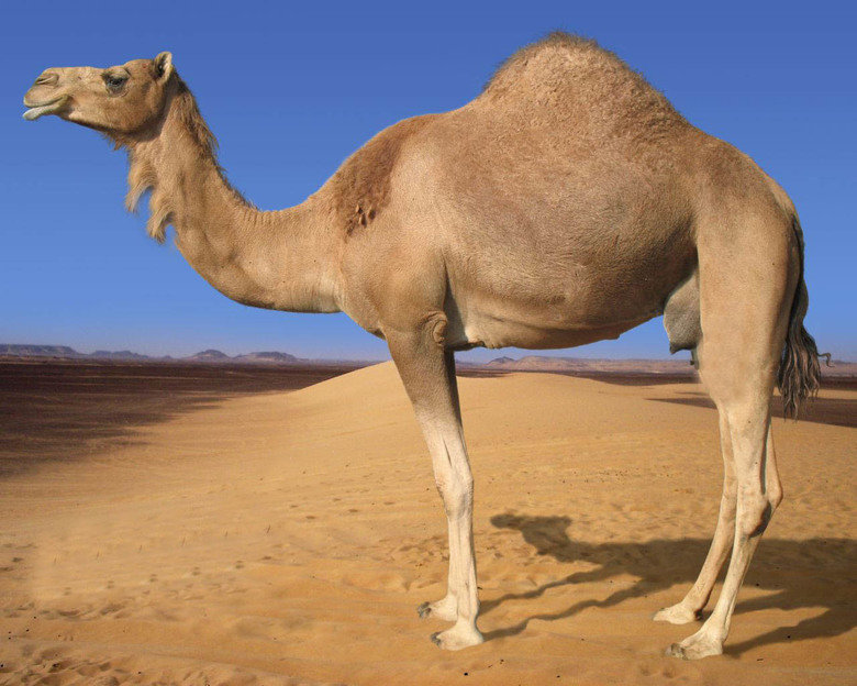 Camel comp. .. im at work .... if someone came over now.... well ...