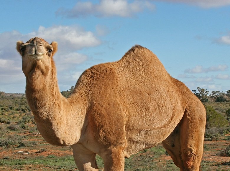 Camel comp. .. im at work .... if someone came over now.... well ...