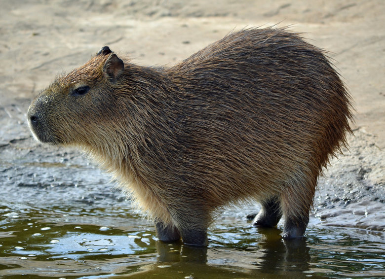 Capybara comp. The capybara eats about 3 kg’s of grass a day. During the wet season, when there is plentiful of food, they are more selective, getting 4/5 of th