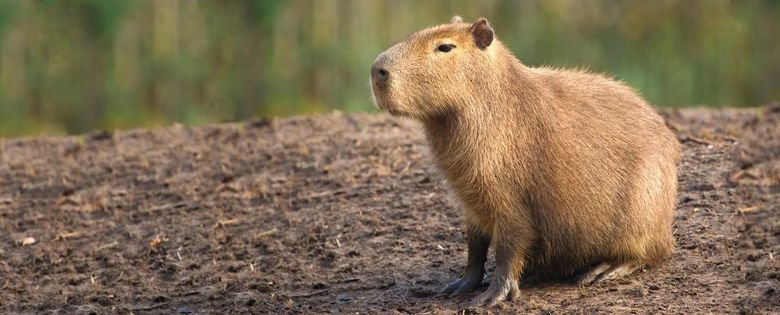 Capybara comp. The capybara eats about 3 kg’s of grass a day. During the wet season, when there is plentiful of food, they are more selective, getting 4/5 of th