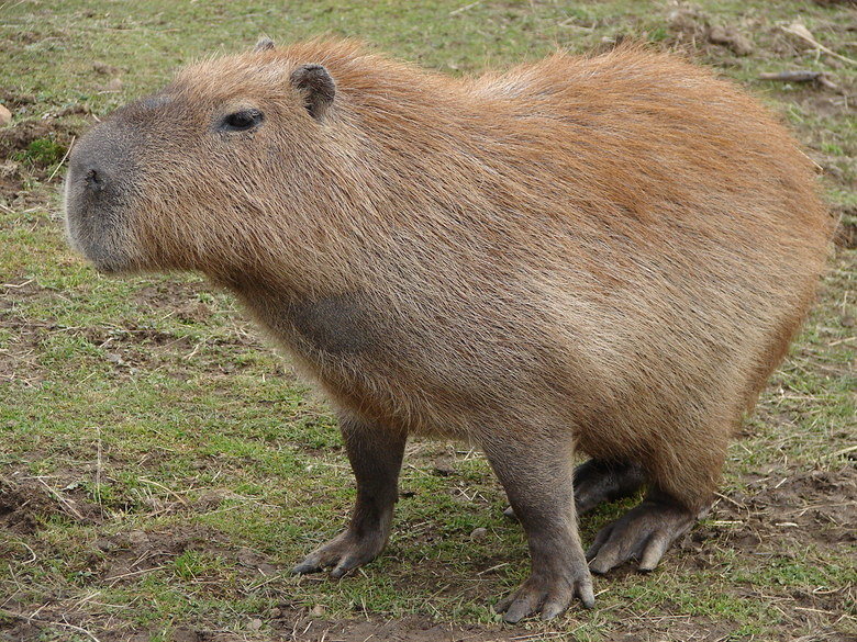 Capybara comp. The capybara eats about 3 kg’s of grass a day. During the wet season, when there is plentiful of food, they are more selective, getting 4/5 of th