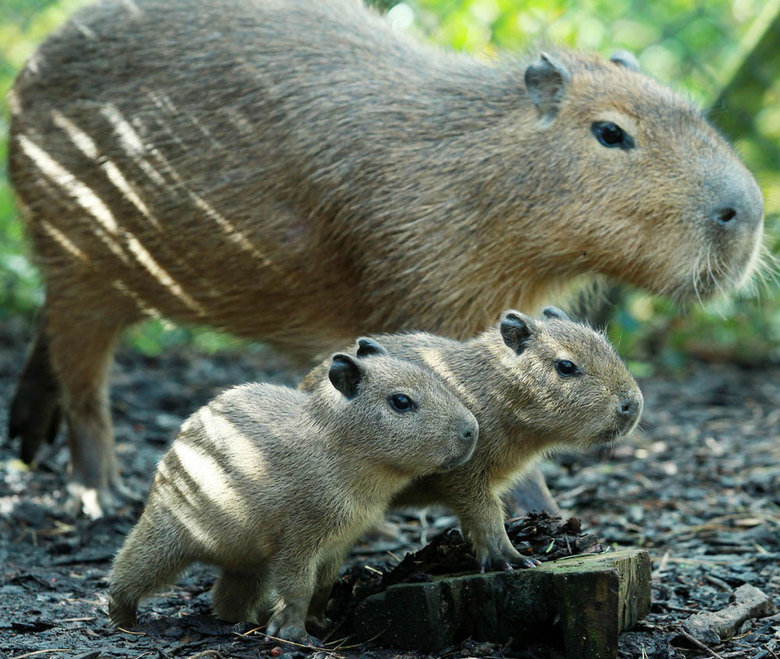 Capybara comp. The capybara eats about 3 kg’s of grass a day. During the wet season, when there is plentiful of food, they are more selective, getting 4/5 of th