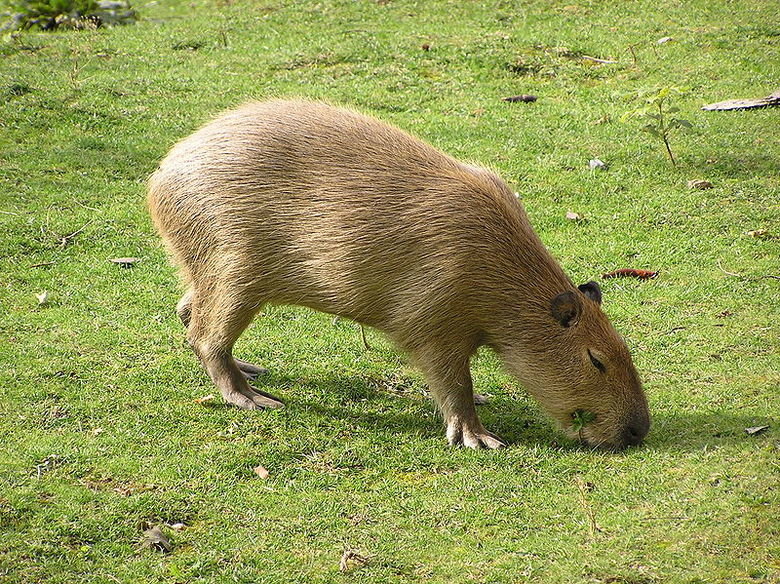 Capybara comp. The capybara eats about 3 kg’s of grass a day. During the wet season, when there is plentiful of food, they are more selective, getting 4/5 of th