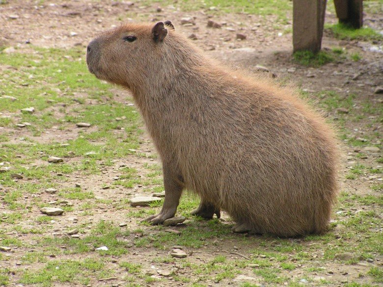 Capybara comp. The capybara eats about 3 kg’s of grass a day. During the wet season, when there is plentiful of food, they are more selective, getting 4/5 of th