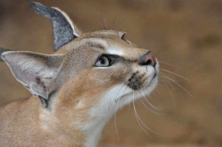 Caracal comp. Caracals prey on a variety of mammals, with the most common being rodents, hares, hyraxes, and small antelope. Unlike the other small African cats