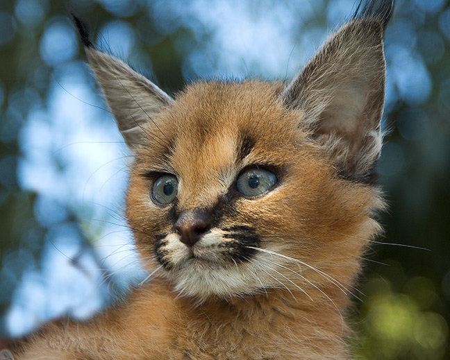 Caracal comp. Caracals prey on a variety of mammals, with the most common being rodents, hares, hyraxes, and small antelope. Unlike the other small African cats