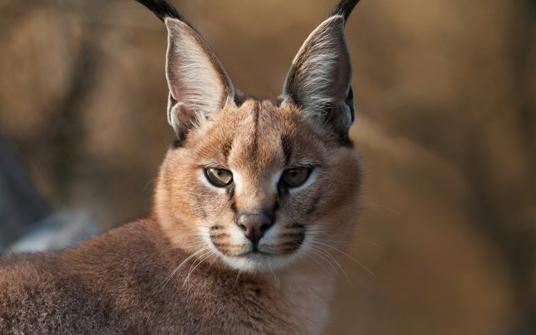 Caracal comp. Caracals prey on a variety of mammals, with the most common being rodents, hares, hyraxes, and small antelope. Unlike the other small African cats