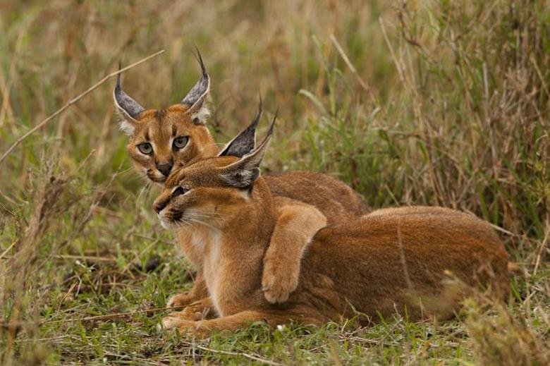 Caracal comp. Caracals prey on a variety of mammals, with the most common being rodents, hares, hyraxes, and small antelope. Unlike the other small African cats