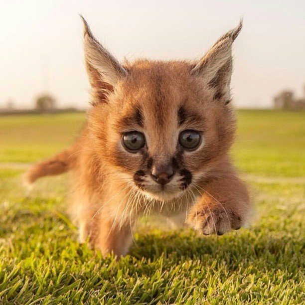 Caracal comp. Caracals prey on a variety of mammals, with the most common being rodents, hares, hyraxes, and small antelope. Unlike the other small African cats