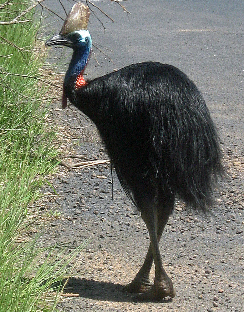 Cassowary comp. The cassowary has adapted well to a peaceful life in the depths of the forest and as a result, are rarely seen by humans who are trying to spot 