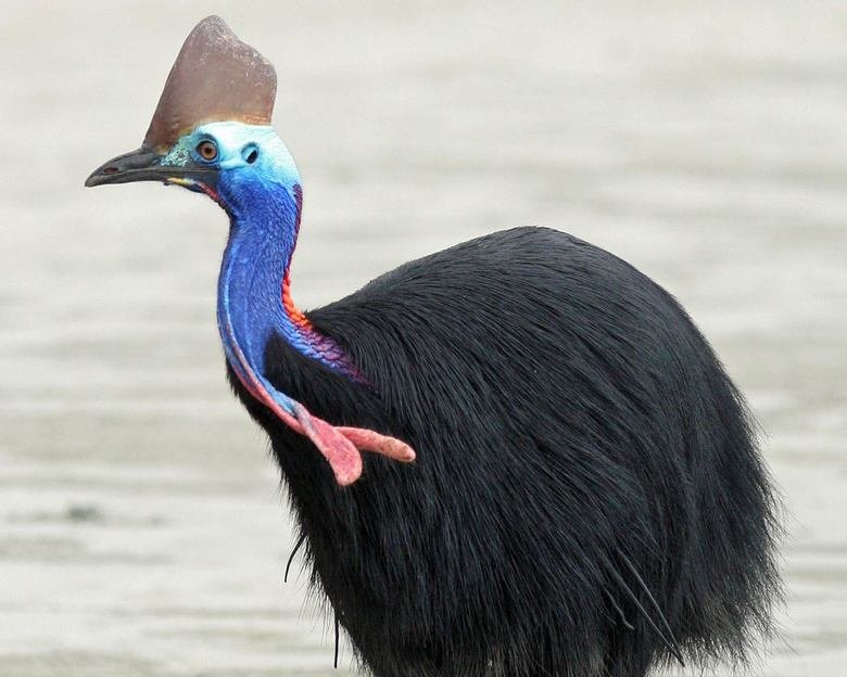 Cassowary comp. The cassowary has adapted well to a peaceful life in the depths of the forest and as a result, are rarely seen by humans who are trying to spot 
