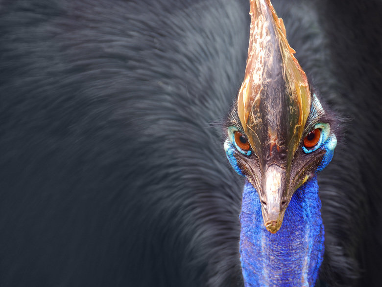 Cassowary comp. The cassowary has adapted well to a peaceful life in the depths of the forest and as a result, are rarely seen by humans who are trying to spot 
