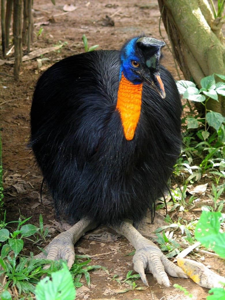 Cassowary comp. The cassowary has adapted well to a peaceful life in the depths of the forest and as a result, are rarely seen by humans who are trying to spot 