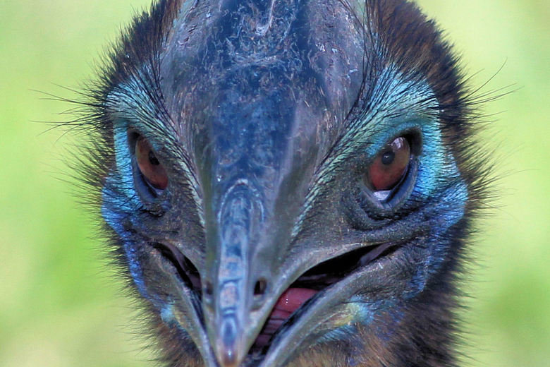 Cassowary comp. The cassowary has adapted well to a peaceful life in the depths of the forest and as a result, are rarely seen by humans who are trying to spot 