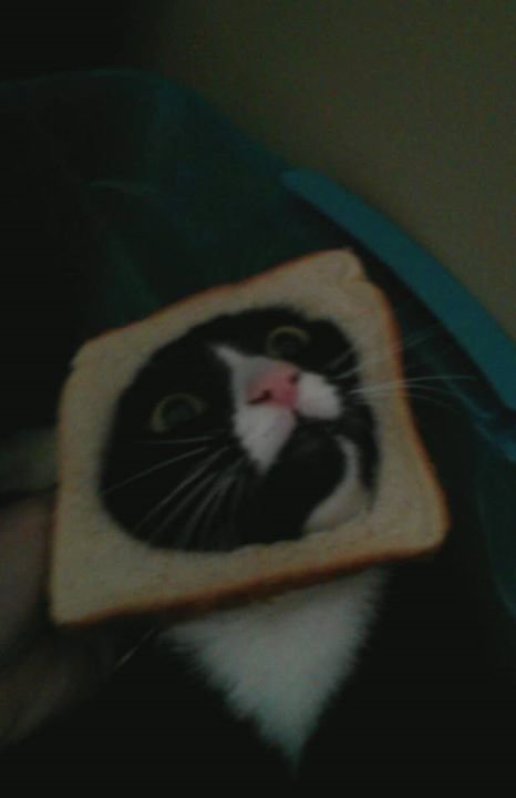 Cat overload. My girlfriend's cat apparently doesn't like bread. Who would've thought.. South park did it!