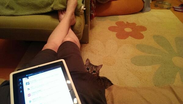 cats are creepy. wedding day.. Just pet it already