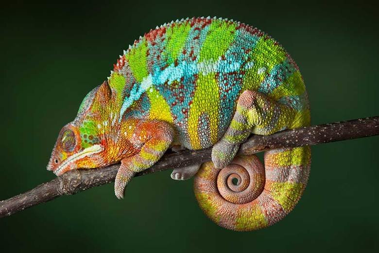 Chameleon comp. Chameleons eat insects and birds. To catch their prey, they creep along very slowly. Once the prey is in reach, their suction cup tongue shoots 
