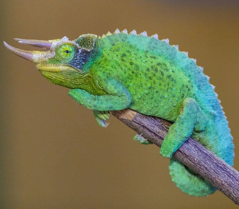 Chameleon comp. Chameleons eat insects and birds. To catch their prey, they creep along very slowly. Once the prey is in reach, their suction cup tongue shoots 