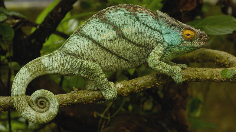 Chameleon comp. Chameleons eat insects and birds. To catch their prey, they creep along very slowly. Once the prey is in reach, their suction cup tongue shoots 