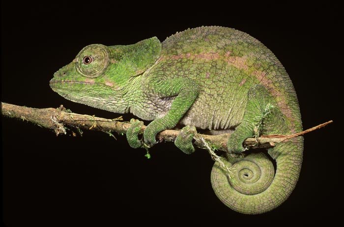 Chameleon comp. Chameleons eat insects and birds. To catch their prey, they creep along very slowly. Once the prey is in reach, their suction cup tongue shoots 