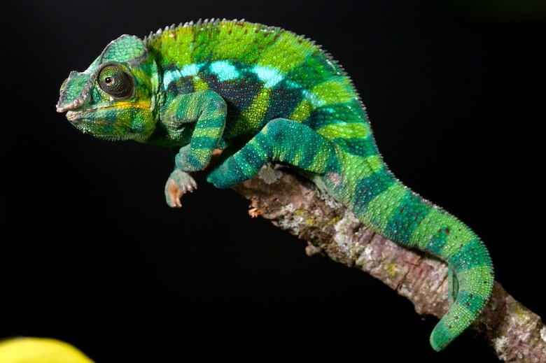 Chameleon comp. Chameleons eat insects and birds. To catch their prey, they creep along very slowly. Once the prey is in reach, their suction cup tongue shoots 