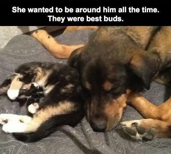 Charlie and Scout. Hug your pets extra hard on Christmas. Charlie dog died of cancer 2 weeks ago. Scout kitty loved him more than anything.