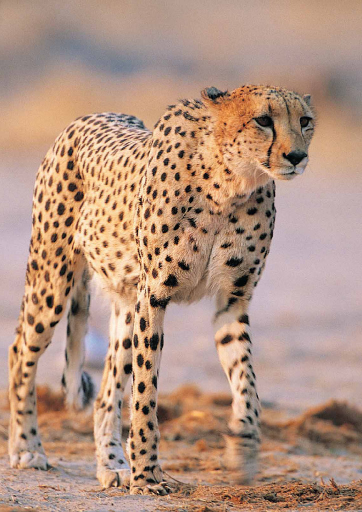 Cheetah comp. Cheetahs have “tear marks” that run from the inside corners of their eyes down to the outside edges of their mouth. These marks help reflect the g