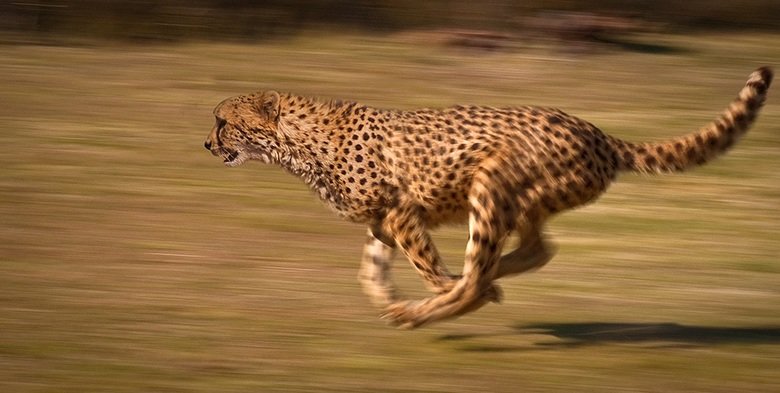 Cheetah comp. Cheetahs have “tear marks” that run from the inside corners of their eyes down to the outside edges of their mouth. These marks help reflect the g