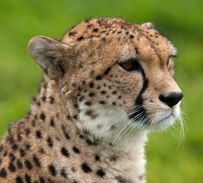Cheetah comp. Cheetahs have “tear marks” that run from the inside corners of their eyes down to the outside edges of their mouth. These marks help reflect the g