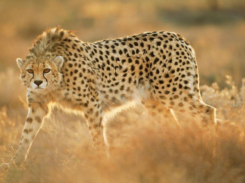 Cheetah comp. Cheetahs have “tear marks” that run from the inside corners of their eyes down to the outside edges of their mouth. These marks help reflect the g