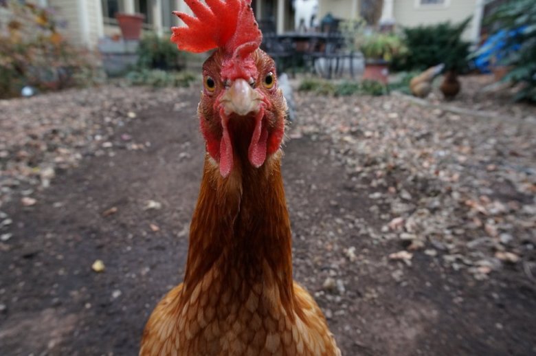 Chicken comp. In a natural setting, a mother hen will cluck to her chicks before they have even hatched and they will churp back to her and to each other throug