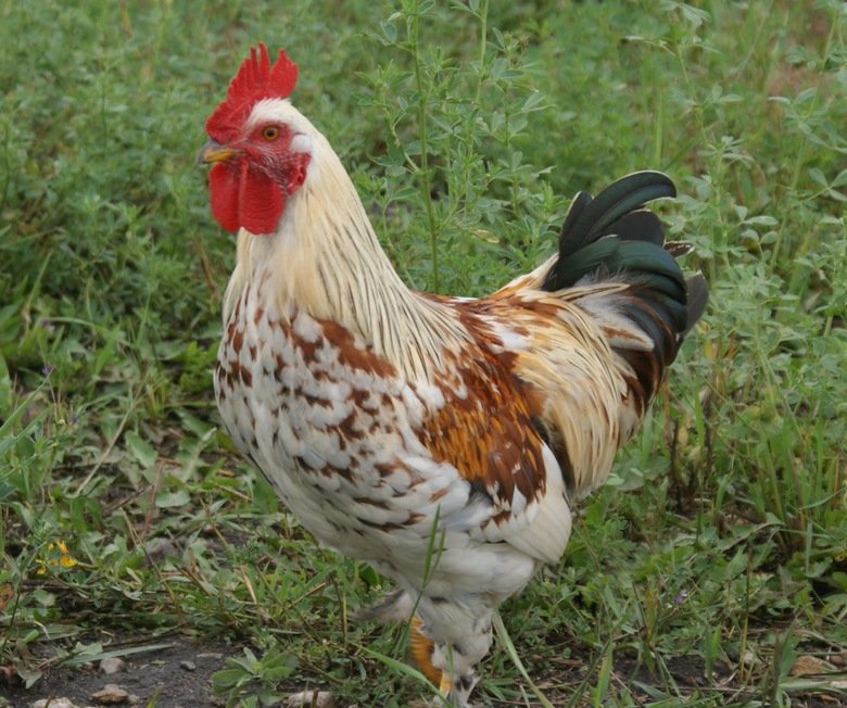 Chicken comp. In a natural setting, a mother hen will cluck to her chicks before they have even hatched and they will churp back to her and to each other throug
