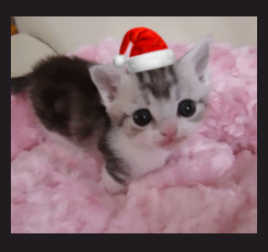 Christmas Cats. . Christmas tree DI‘ ll. merry xmas from the lulz crew