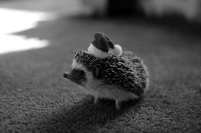 Christmas Critters Of All Kinds. Dobrynya is given to France for Christmas this week from Russia. The Russian Officer here is giving in honor of the French Poli