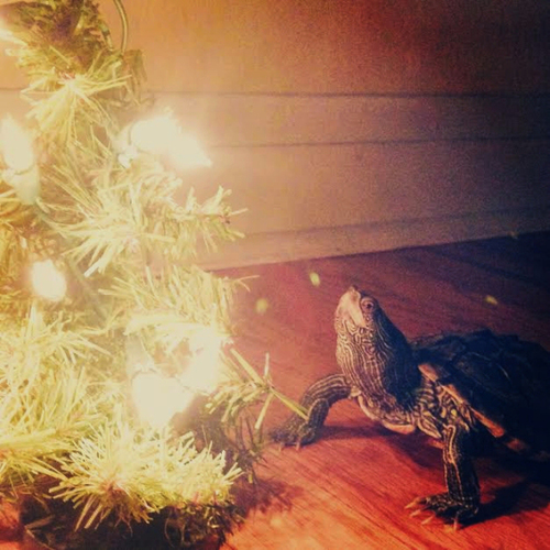 Christmas Critters Of All Kinds. Dobrynya is given to France for Christmas this week from Russia. The Russian Officer here is giving in honor of the French Poli