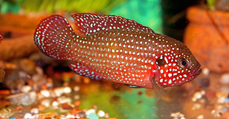 Cichlid comp. .. can you do a snake comp please? or any other kind of freaky reptile