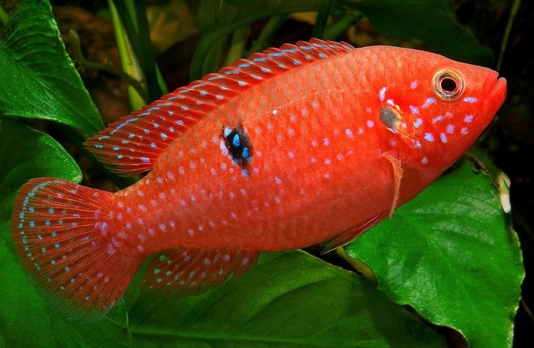 Cichlid comp. .. can you do a snake comp please? or any other kind of freaky reptile