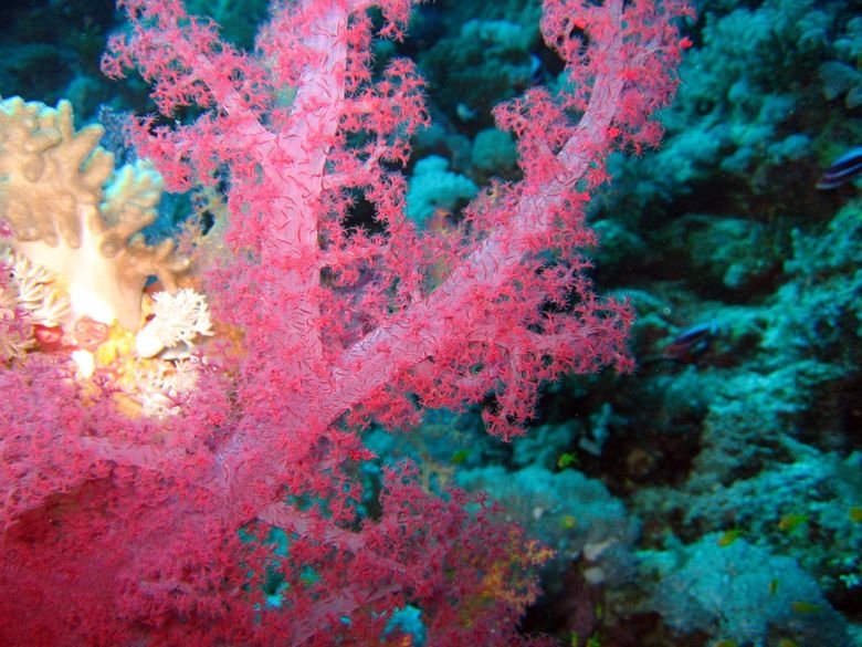 Coral comp. Although some corals can catch small fish and plankton, using stinging cells on their tentacles, most corals obtain the majority of their energy and