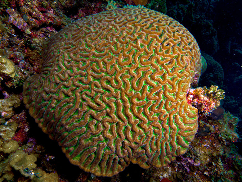 Coral comp. Although some corals can catch small fish and plankton, using stinging cells on their tentacles, most corals obtain the majority of their energy and