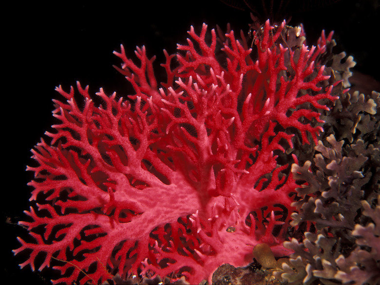 Coral comp. Although some corals can catch small fish and plankton, using stinging cells on their tentacles, most corals obtain the majority of their energy and