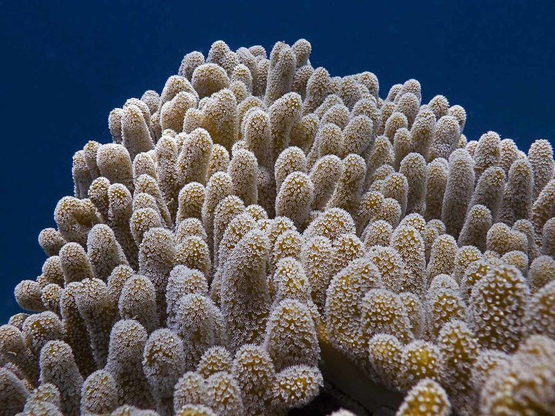 Coral comp. Although some corals can catch small fish and plankton, using stinging cells on their tentacles, most corals obtain the majority of their energy and