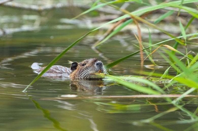 Coypu comp. The coypu, also known as the river rat or nutria, is a large, herbivorous, semiaquatic rodent and the only member of the family Myocastoridae. Origi