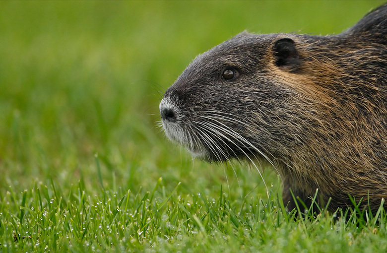 Coypu comp. The coypu, also known as the river rat or nutria, is a large, herbivorous, semiaquatic rodent and the only member of the family Myocastoridae. Origi