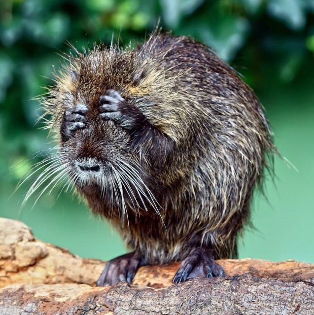 Coypu comp. The coypu, also known as the river rat or nutria, is a large, herbivorous, semiaquatic rodent and the only member of the family Myocastoridae. Origi