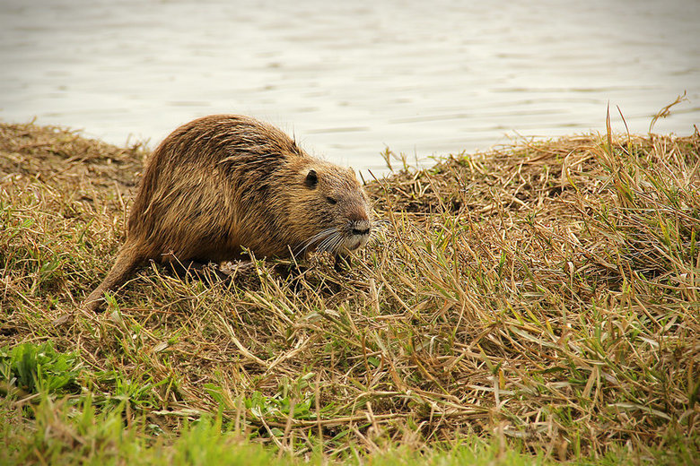 Coypu comp. The coypu, also known as the river rat or nutria, is a large, herbivorous, semiaquatic rodent and the only member of the family Myocastoridae. Origi