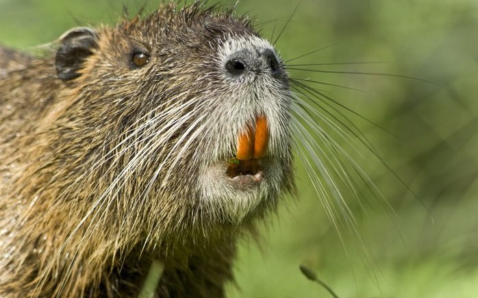 Coypu comp. The coypu, also known as the river rat or nutria, is a large, herbivorous, semiaquatic rodent and the only member of the family Myocastoridae. Origi