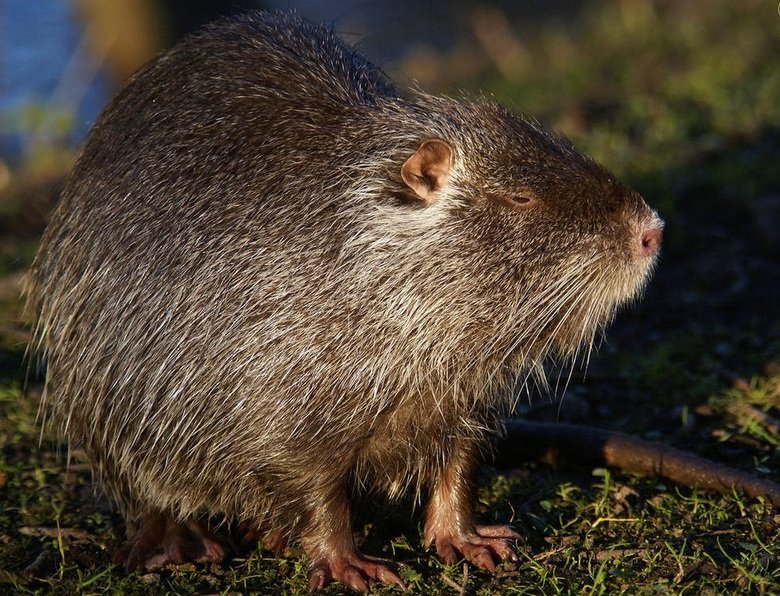 Coypu comp. The coypu, also known as the river rat or nutria, is a large, herbivorous, semiaquatic rodent and the only member of the family Myocastoridae. Origi