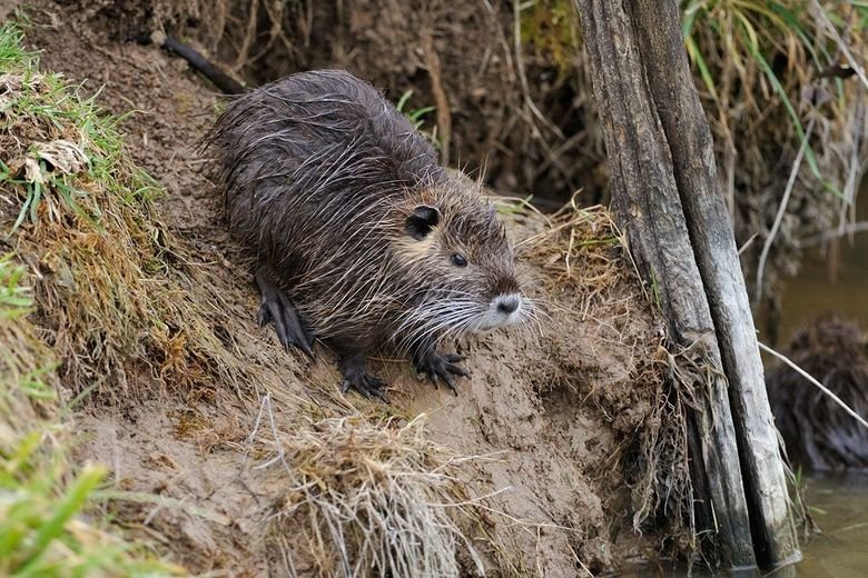 Coypu comp. The coypu, also known as the river rat or nutria, is a large, herbivorous, semiaquatic rodent and the only member of the family Myocastoridae. Origi
