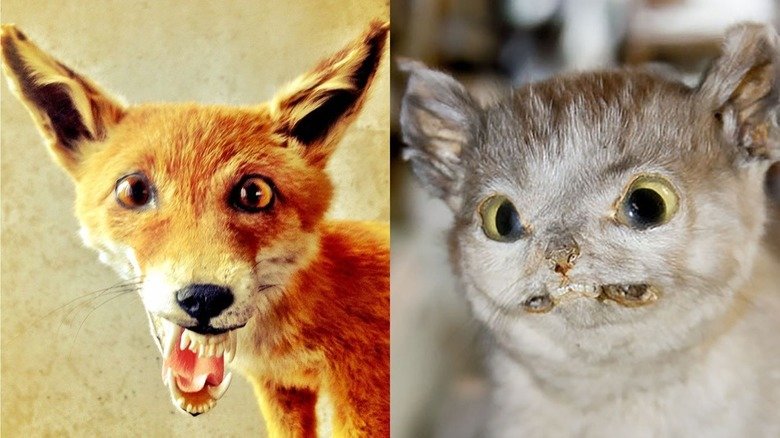 Gaze long into the abyss..taxidermy 3. Links to comps 1&amp;2 /Lets+gaze+long+into+the+abysstaxidermy/funny-pictures/5632979/ /Gaze+long+into+the+abysstaxidermy